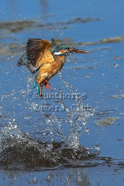 Kingfisher Emergence